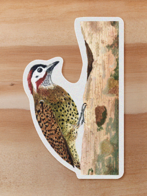 aves-01 Sticker Carpintero-Colaptes punctigula