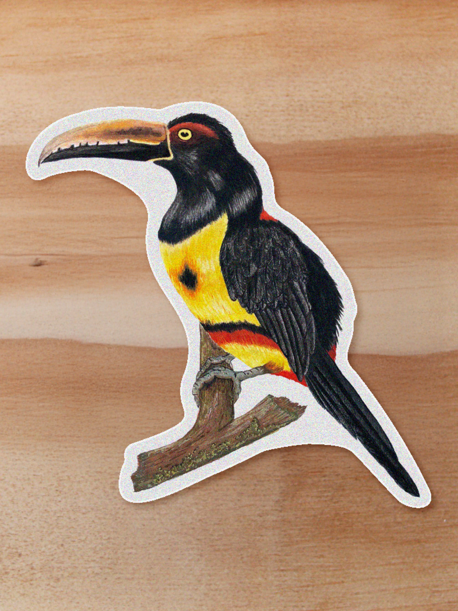 Sticker Tucan-Pteroglossus torquatus