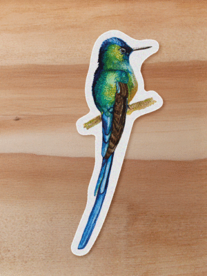 aves-03 Sticker Colibri-Aglaiocercus kingii