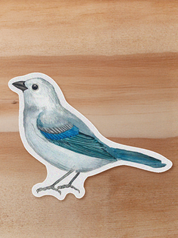 Sticker Azulejo-Thraupis episcopus