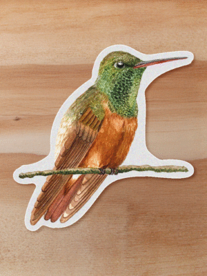 aves-05 Sticker Colibri ventricastaño-Saucerottia castaneiventris