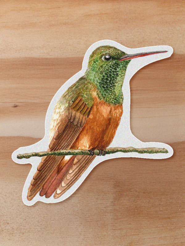 Sticker Colibri ventricastaño-Saucerottia castaneiventris