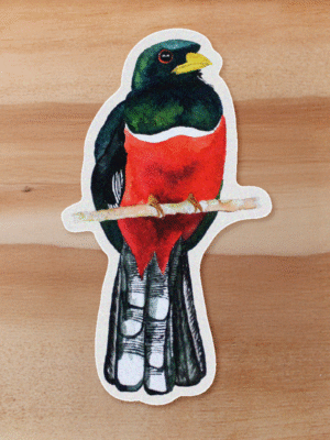 aves-06 Sticker Trogon-Trogon personatus.