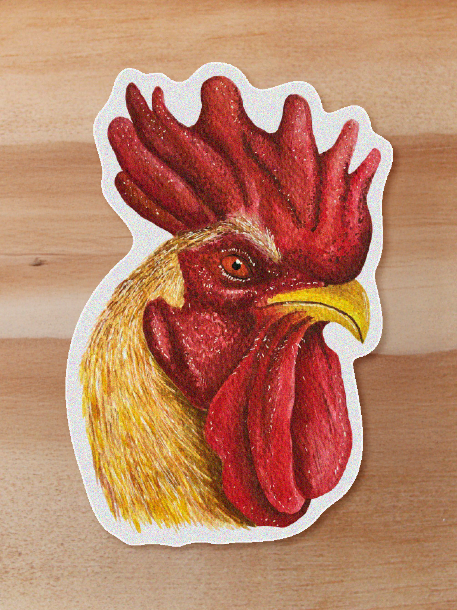 Sticker Gallina cabeza-Gallus gall