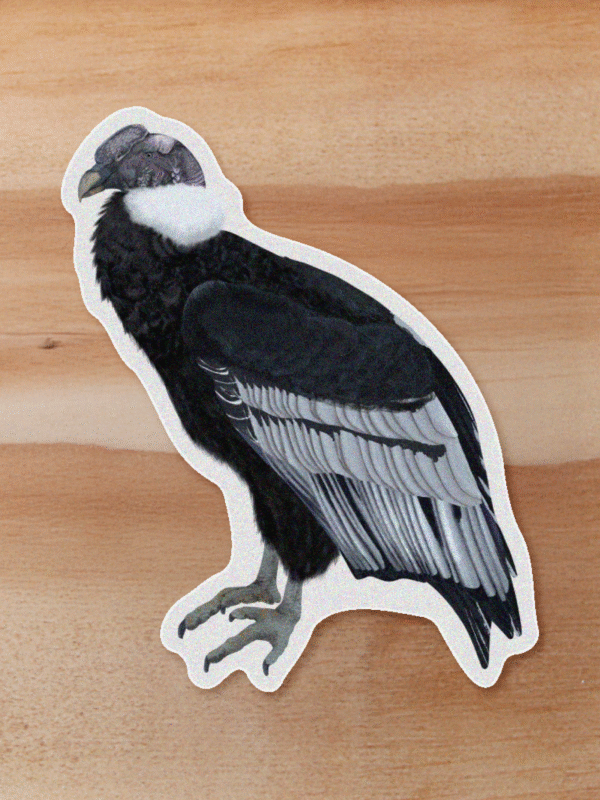 Sticker Condor-Vultur gryphus