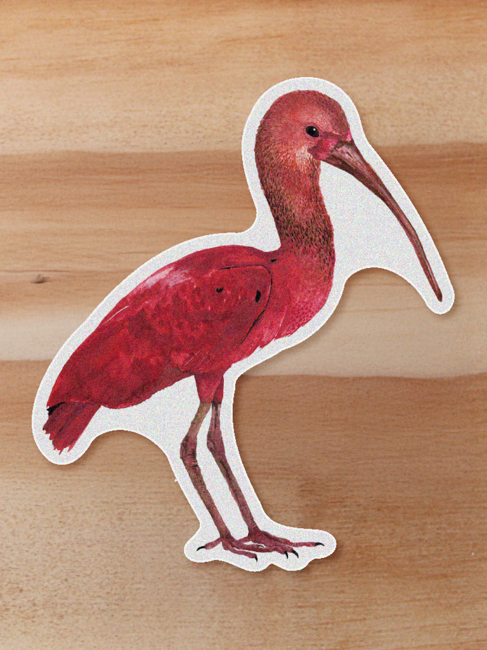 aves-09 Sticker Ibis-Eudocimus ruber
