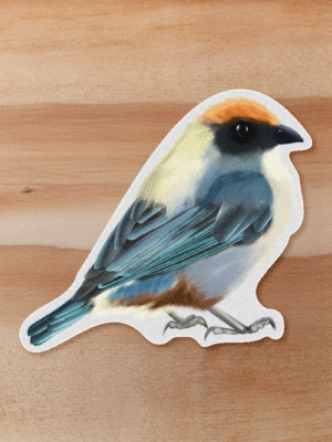aves-10 Sticker Tángara-Stilpnia vitriolina