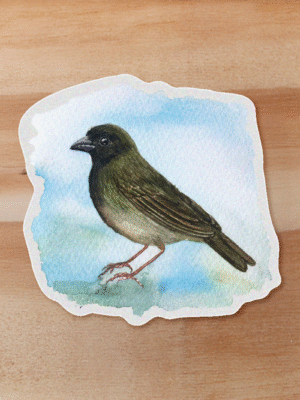 aves-12 Sticker Semillero-Melanospiza bicolor