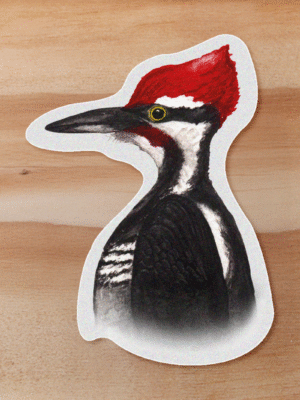 aves-13 Sticker Carpintero-Dryocopus lineatus