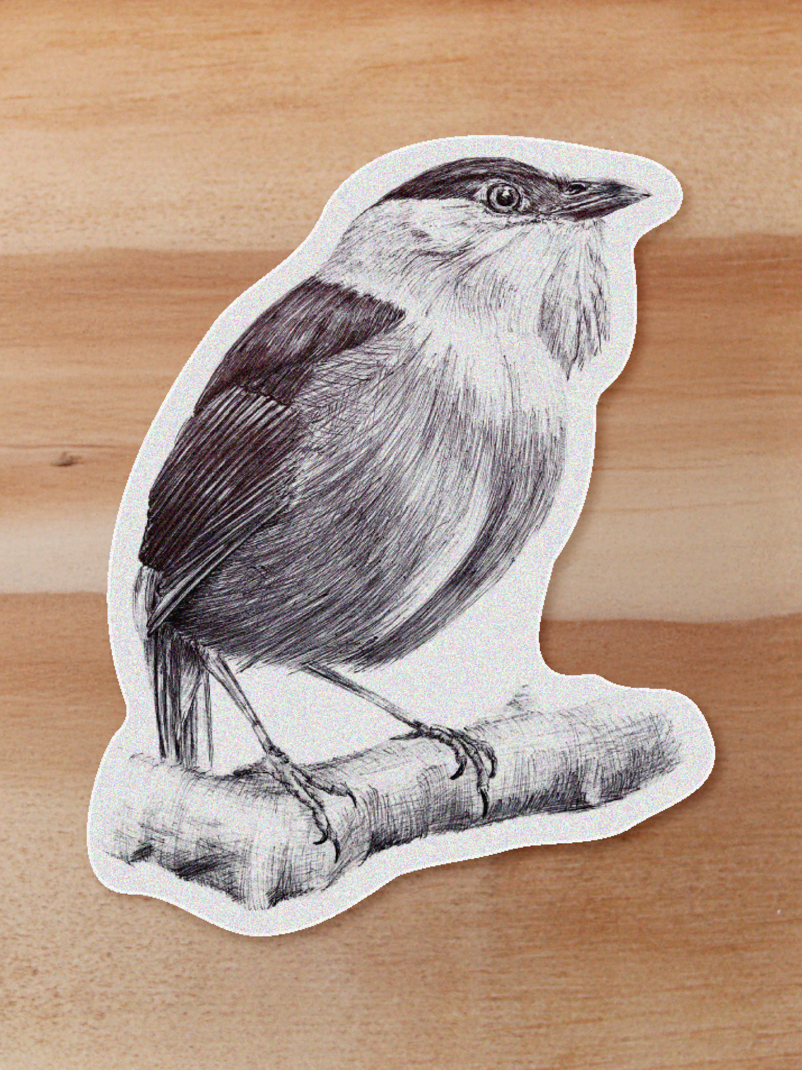aves-14 Sticker Manacus-Manacus manacus