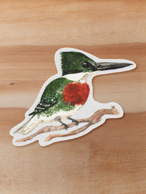 aves-15 Sticker Martin pezcador-Chloroceryle americana