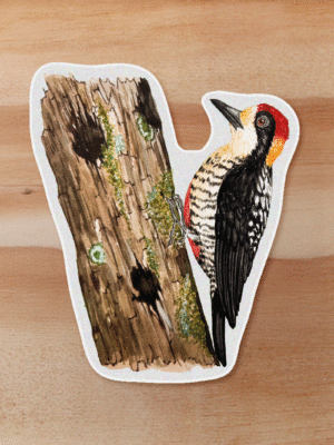 aves-17 Sticker Carpintero-Melanerpes pulcher