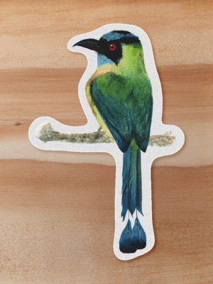 aves-20 Sticker Barranquero-Momotus momota