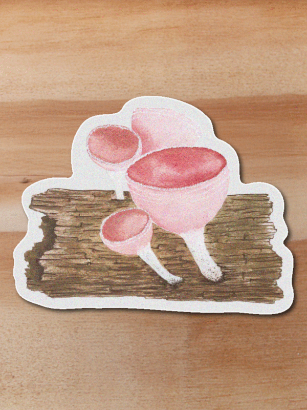 Sticker Cookeina speciosa-Cookeina speciosa