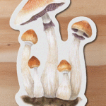 Sticker Psilocybe cubensis