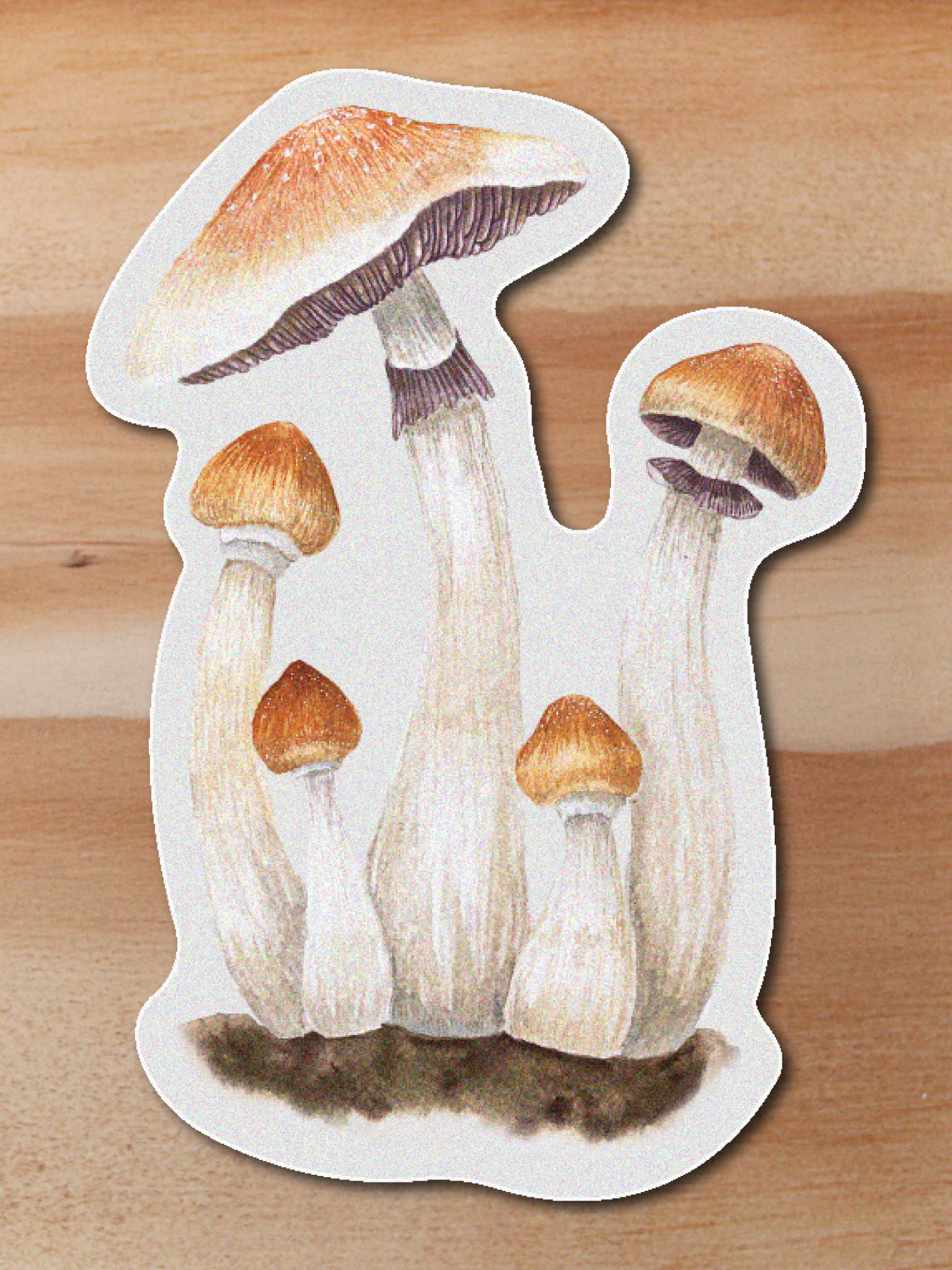 plantas-23 Sticker Psilocybe cubensis