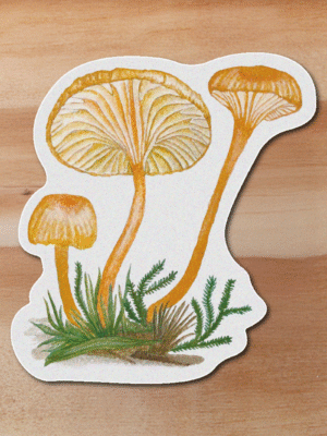 Sticker -Rickenella fibula