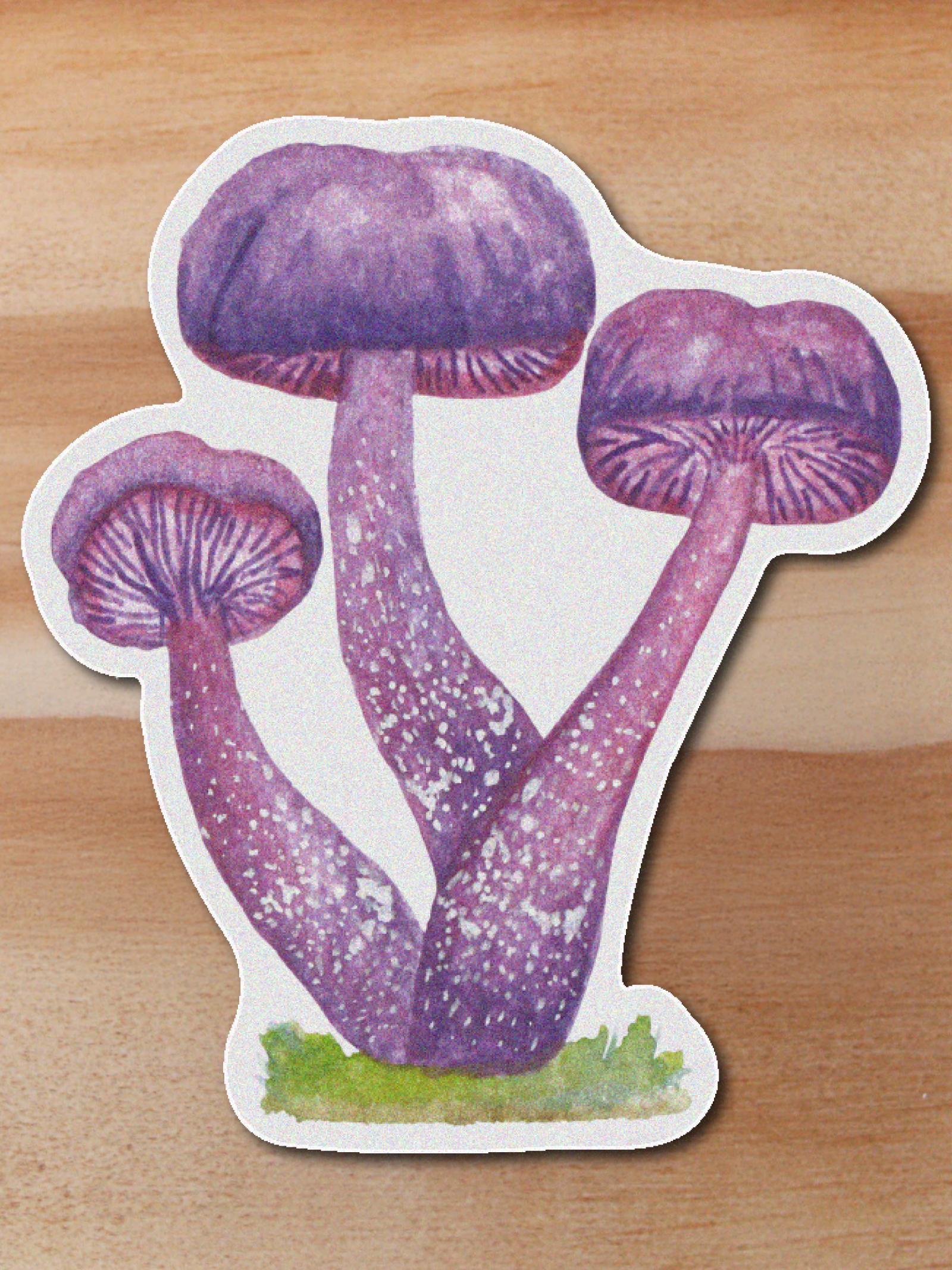 plantas-26 Sticker -Laccaria amethistina
