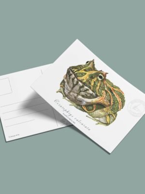 Postal Rana cornuda-Ceratophrys calcarata