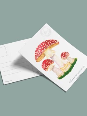 Postal Amanita muscaria-Amanita muscaria