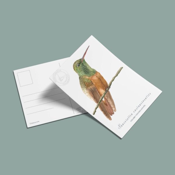 Postal Colibri ventricastaño-Saucerottia castaneiventris