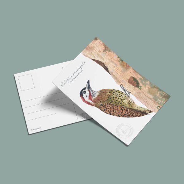 Postal Carpintero-Colaptes punctigula