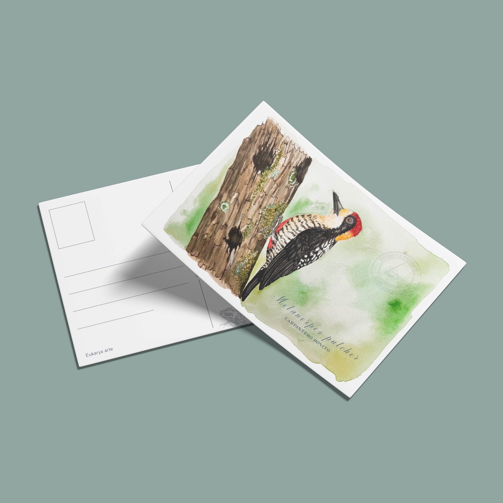 postal-14 Postal Carpintero-Melanerpes pulcher