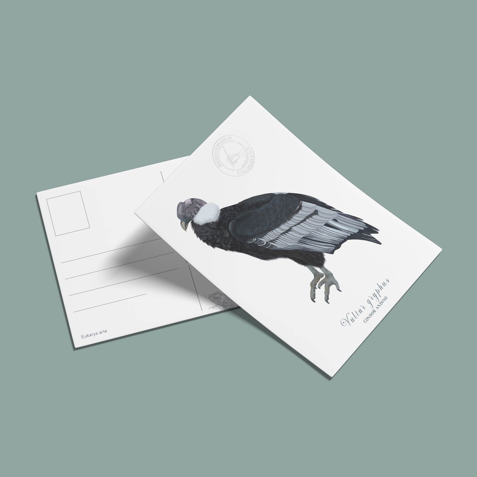postal-16 Postal Condor-Vultur gryphus