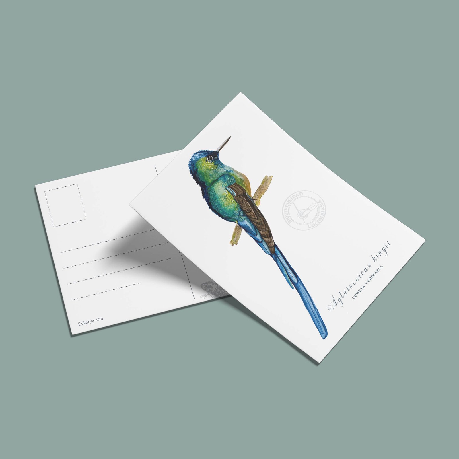 postal-17 Postal Colibri-Aglaiocercus kingii