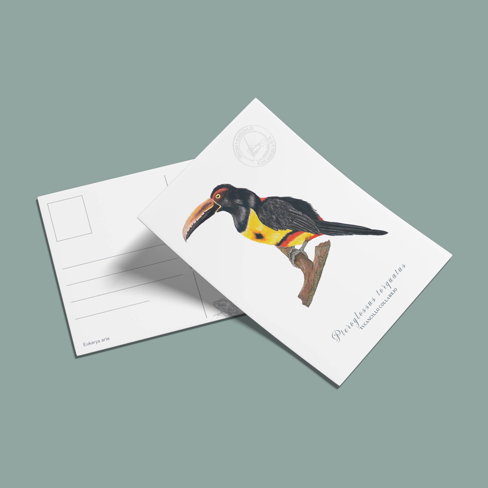 postal-18 Postal Tucan-Pteroglossus torquatus