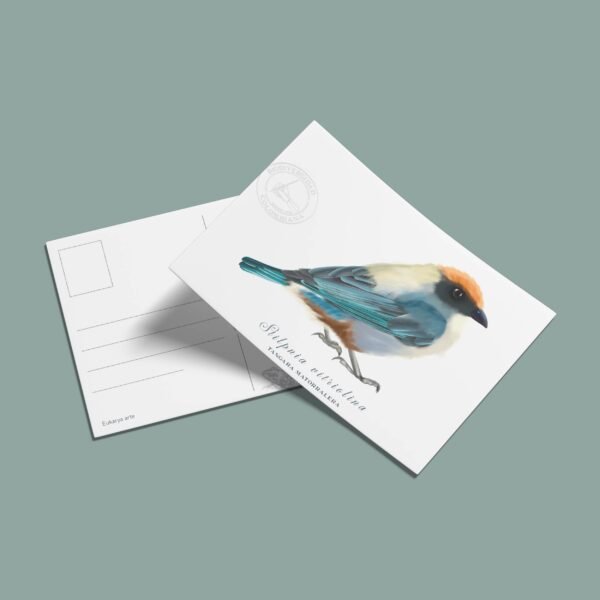 Postal Tangara-Stilpnia vitriolina