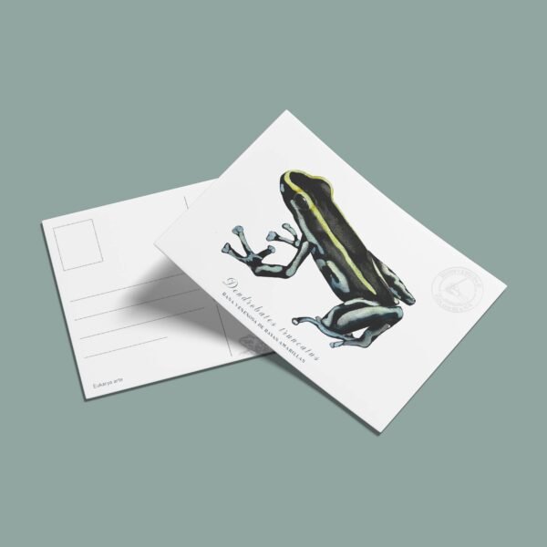 Postal Rana venenosa de rayas amarillas - Dendrobates truncatus