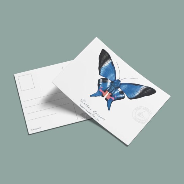 Postal Mariposa doctor azul-Rethus dysonii