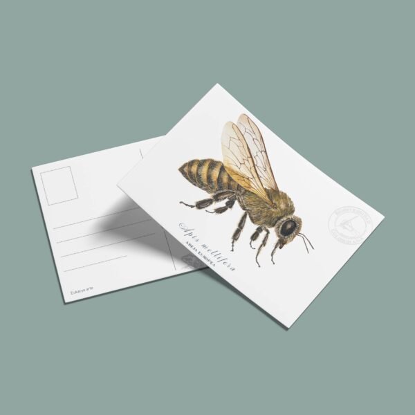Postal Abeja Europea - Apis mellifera