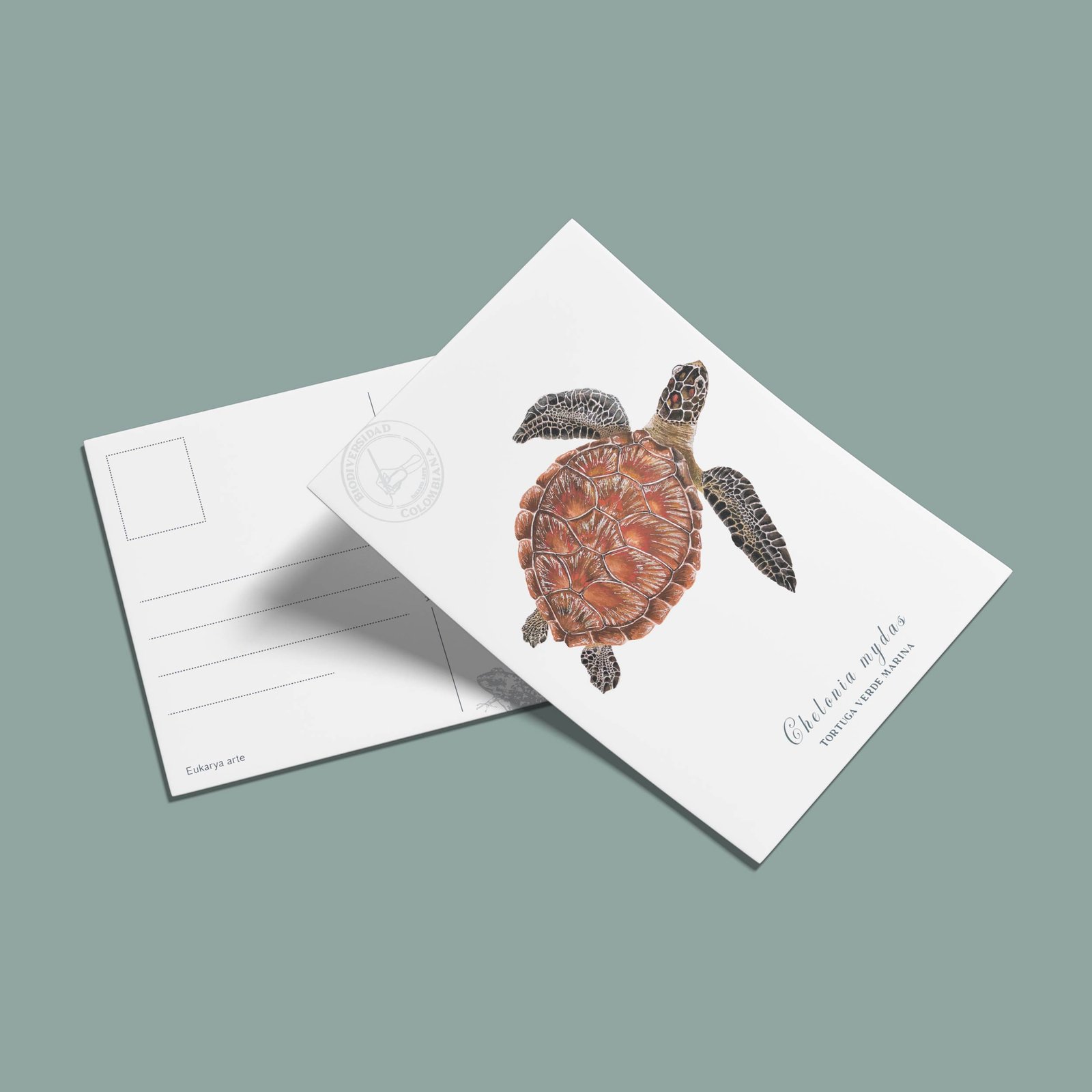 postal-29 Postal Tortuga verde-Chelonia mydas