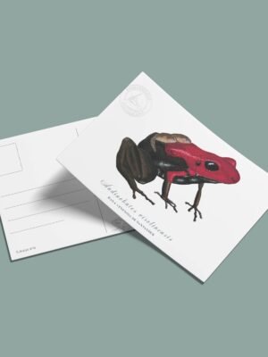 Postal Rana venenosa de Santander-Andinobates virolinensis