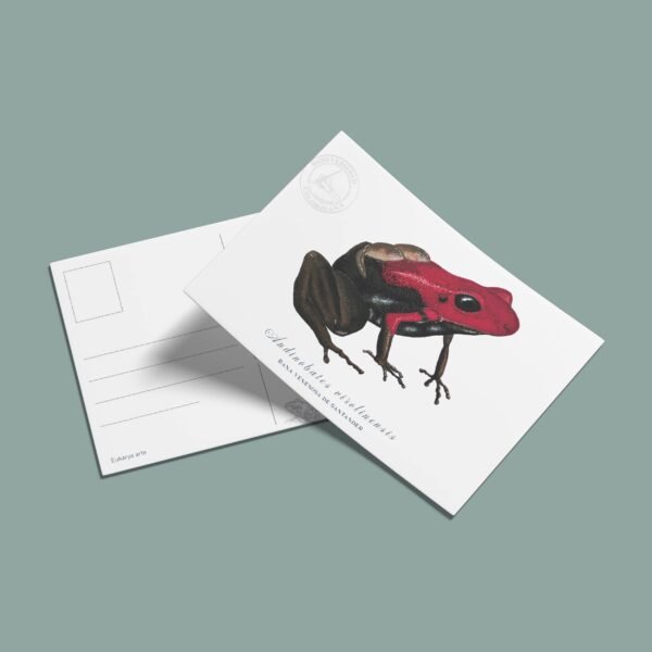 Postal Rana venenosa de Santander-Andinobates virolinensis