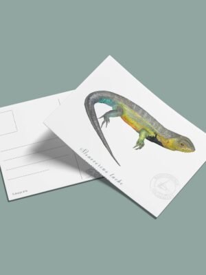 postal-30 Postal Lagarto collarejo-Stenocercus lache