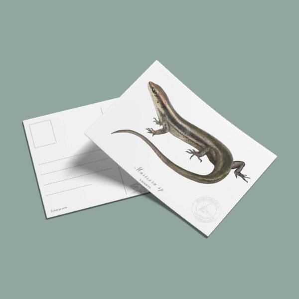 Postal Mabuya-Mabuya sp