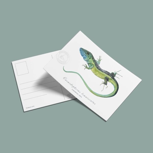 Postal Lagarto azul-Cnemidophorus lemniscatus