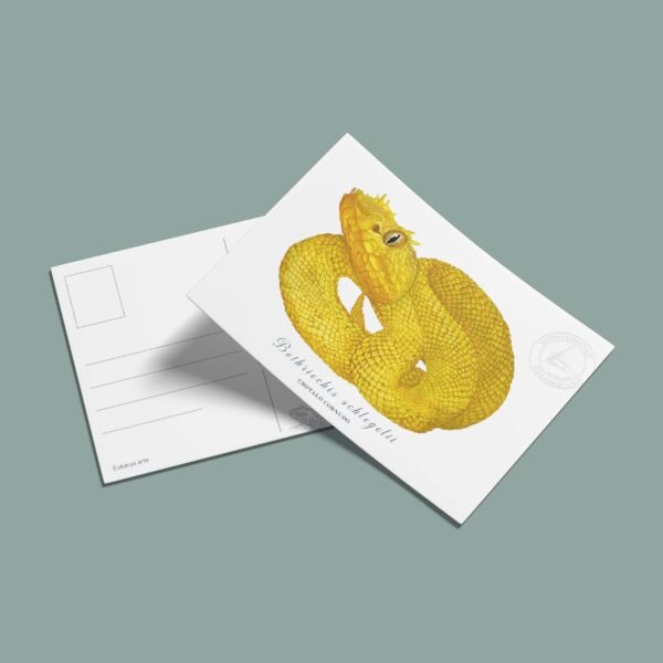 Postal Pestañona-Bothriechis schlegelii