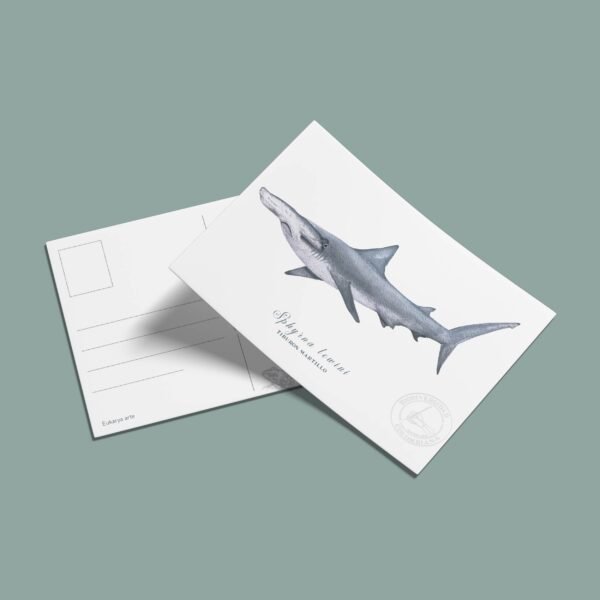 postal-35 Postal Tiburon martillo-Sphyrna lewini