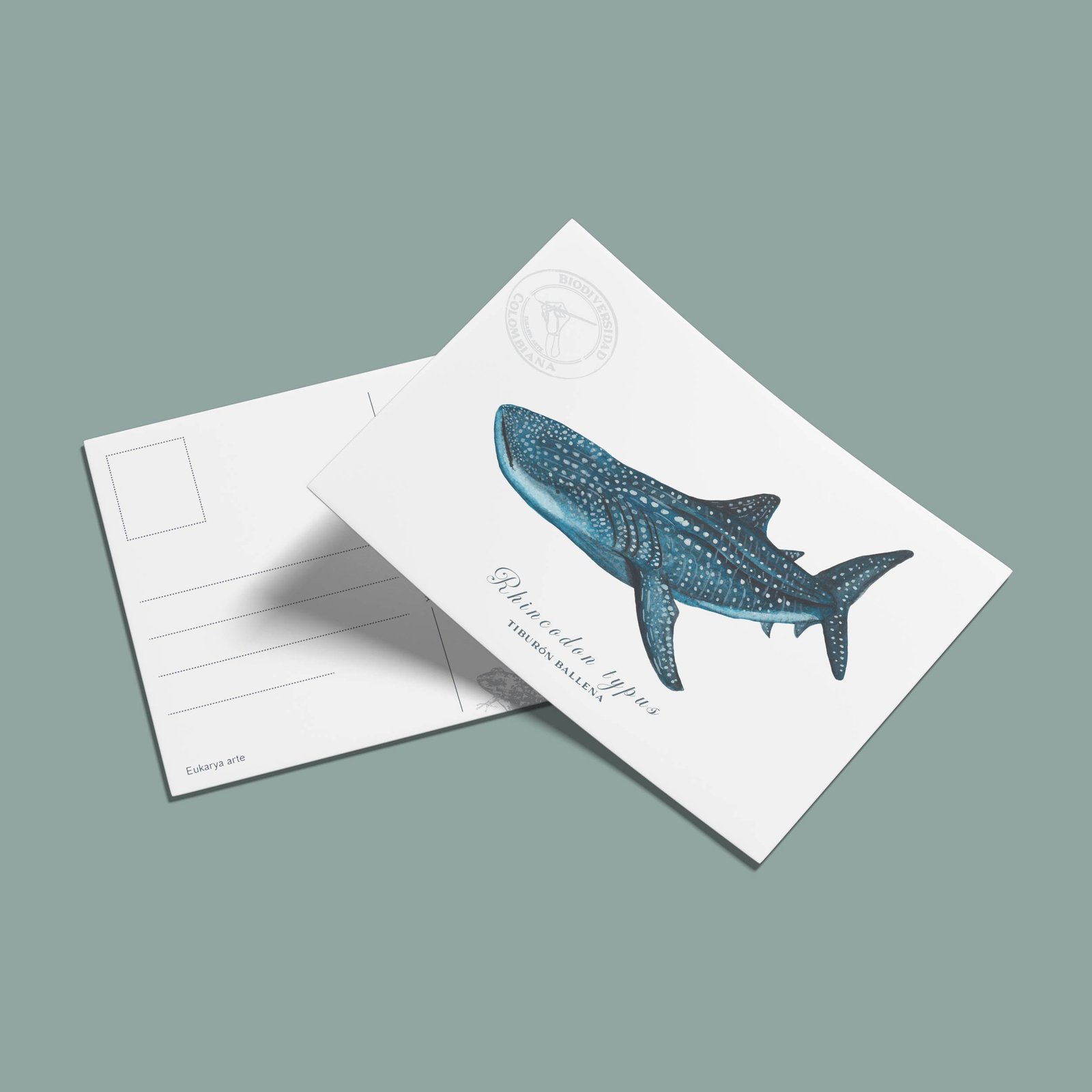 postal-36 Postal Tiburon ballena-Rhincodon typus