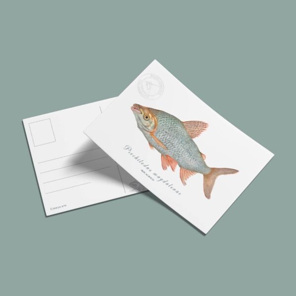 Postal Bocachico-Prochilodus magdalenae