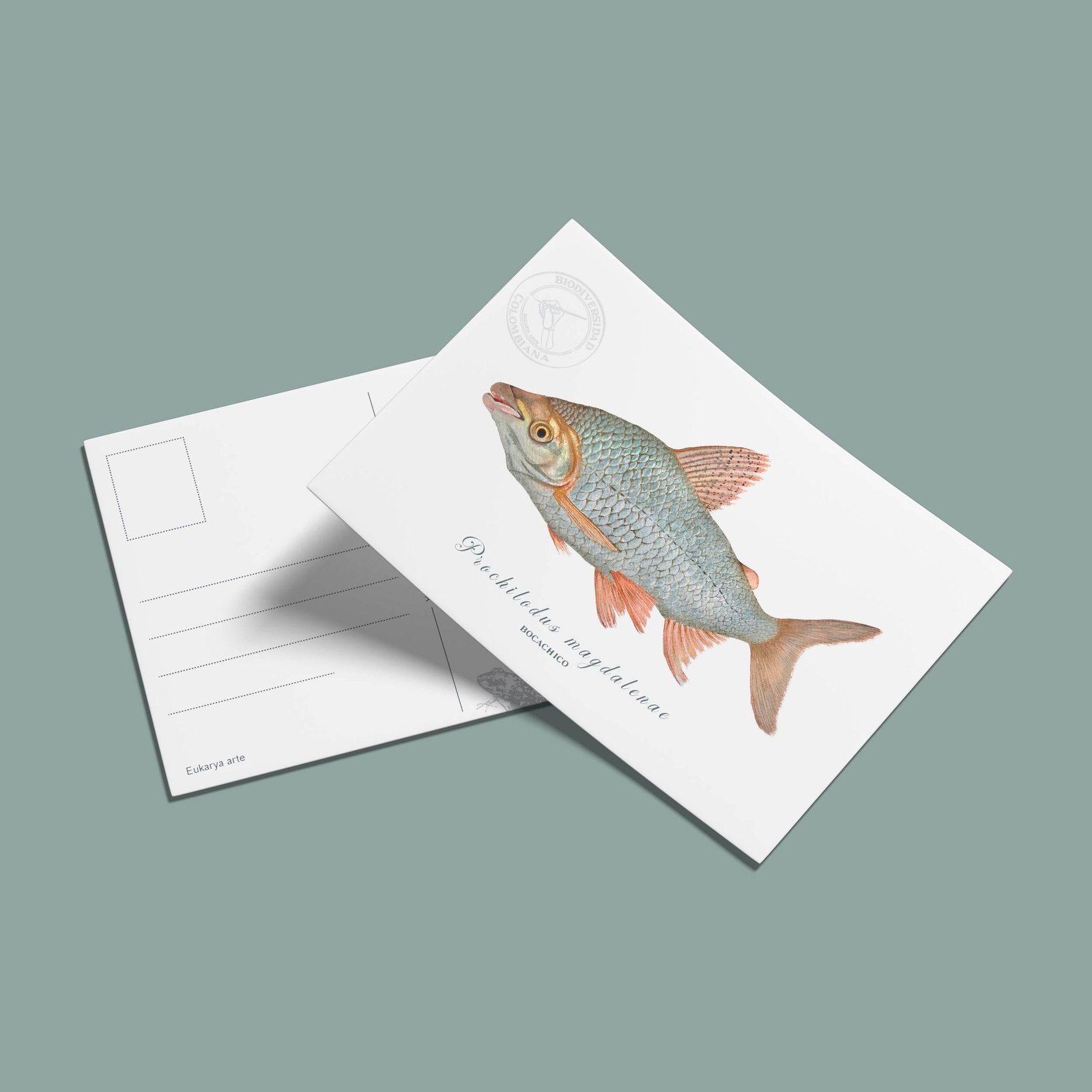 Postal Bocachico-Prochilodus magdalenae