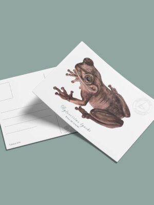 Postal Rana de Lynch-Hyloscirtus lynchi