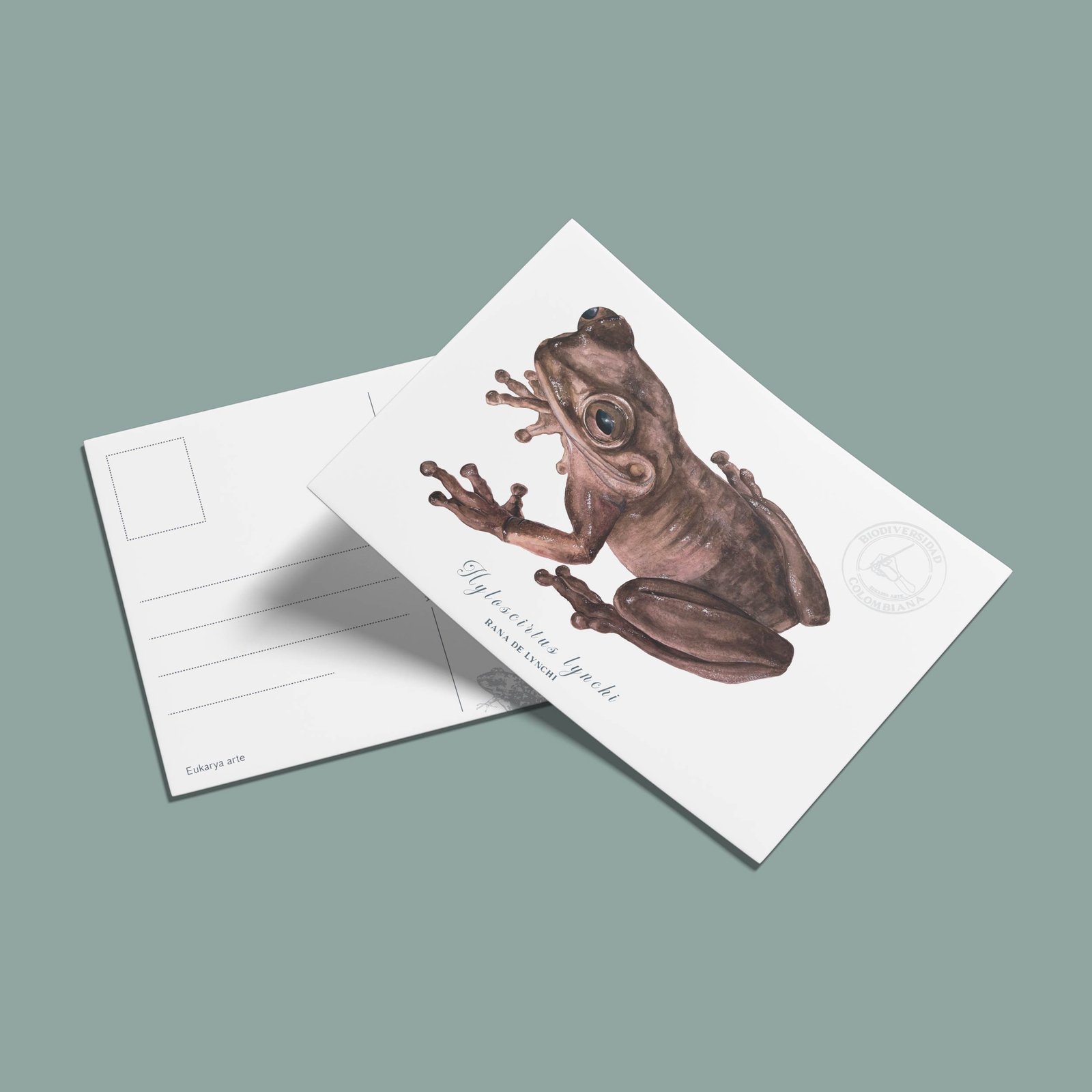 Postal Rana de Lynch-Hyloscirtus lynchi