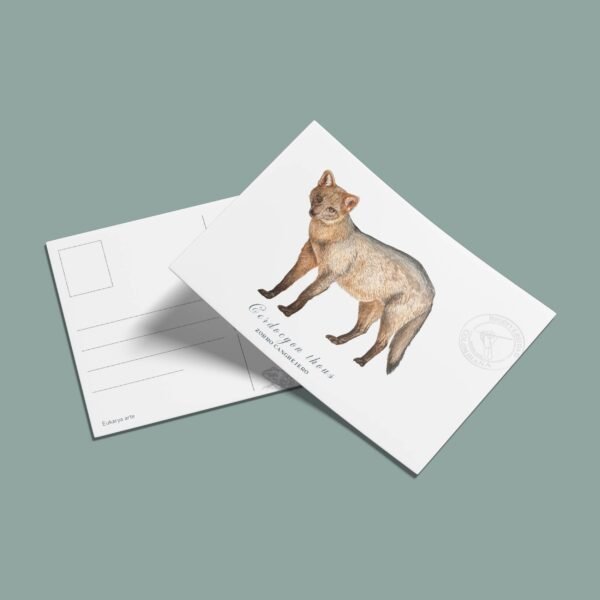 Postal Zorro perro-Cerdocyon thous