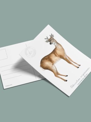 Postal Venado-Odocoileus virginianus