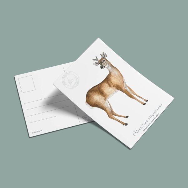 postal-42 Postal Venado-Odocoileus virginianus